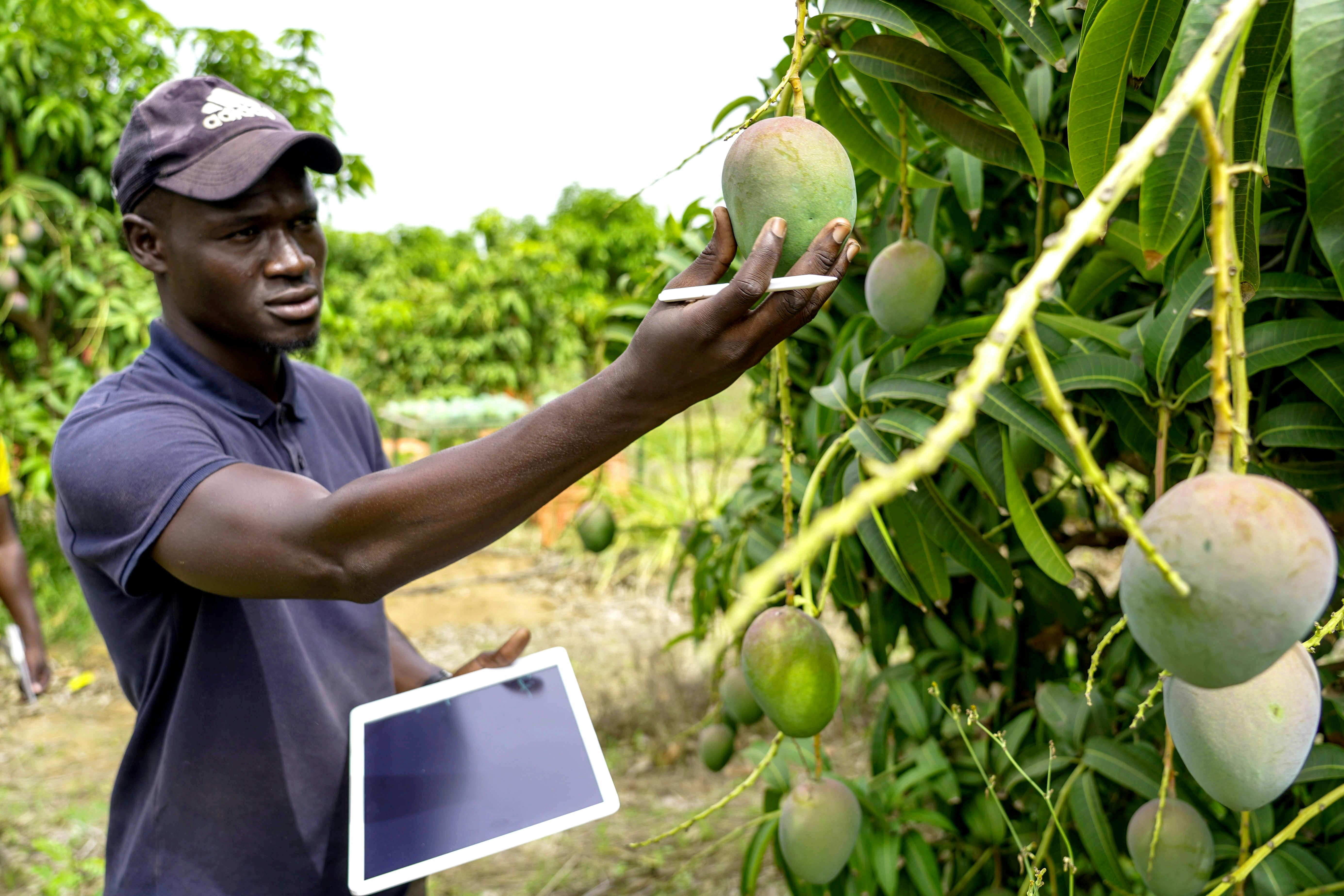 Agriculture intelligente Afrique