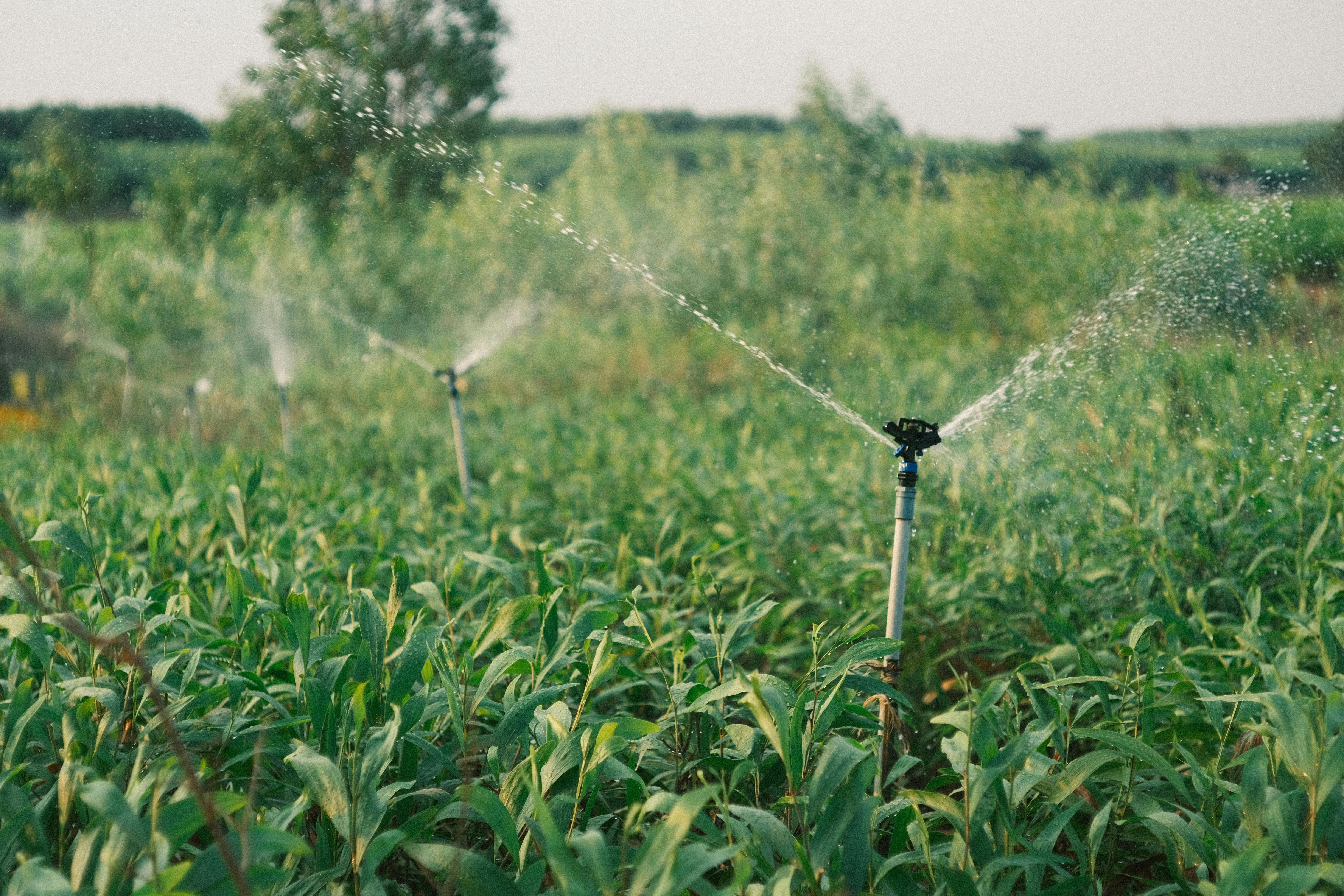 agriculture