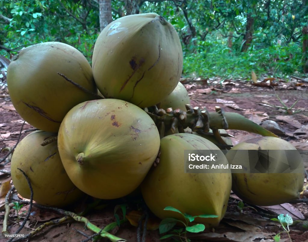coco