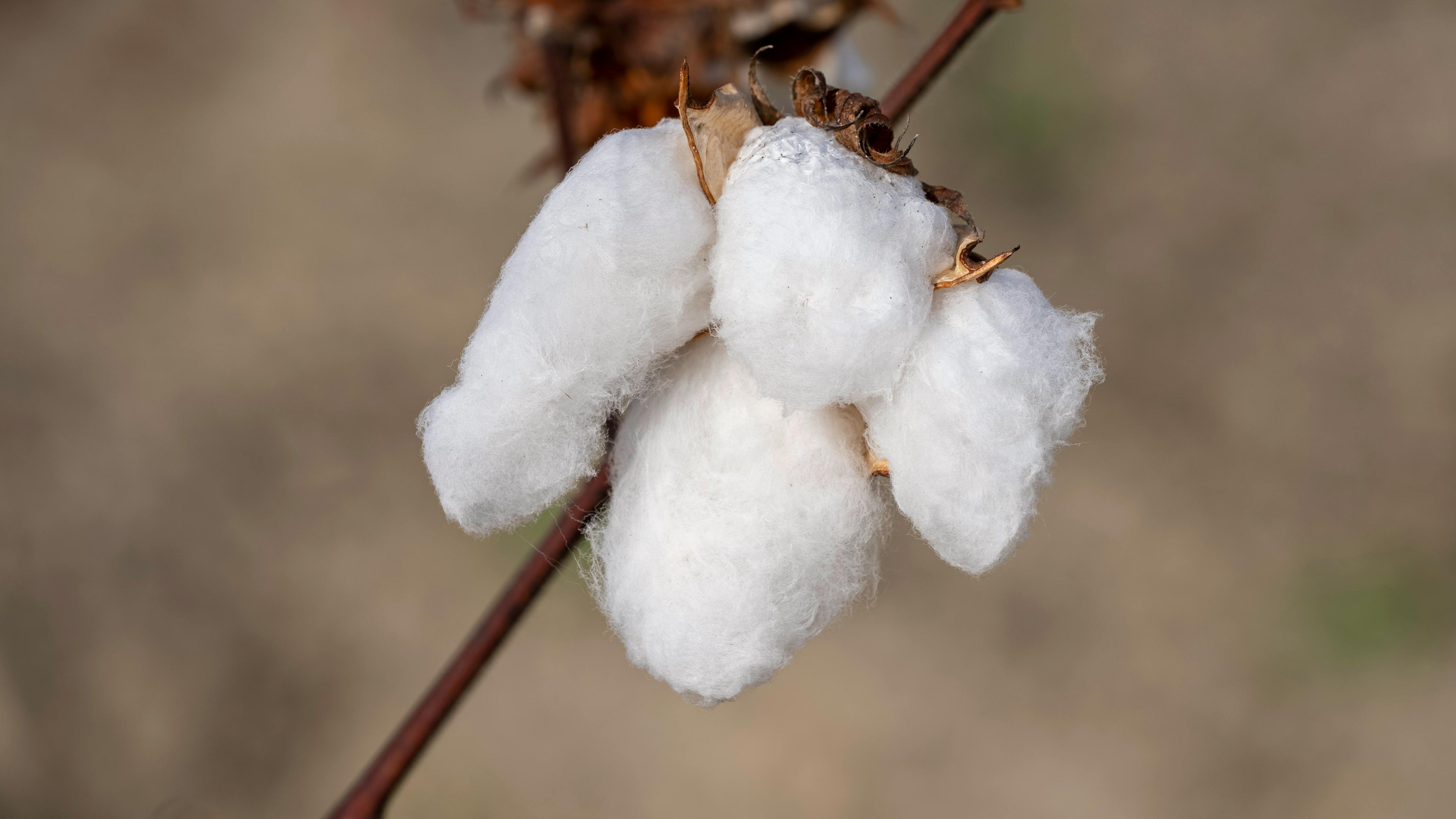 coton