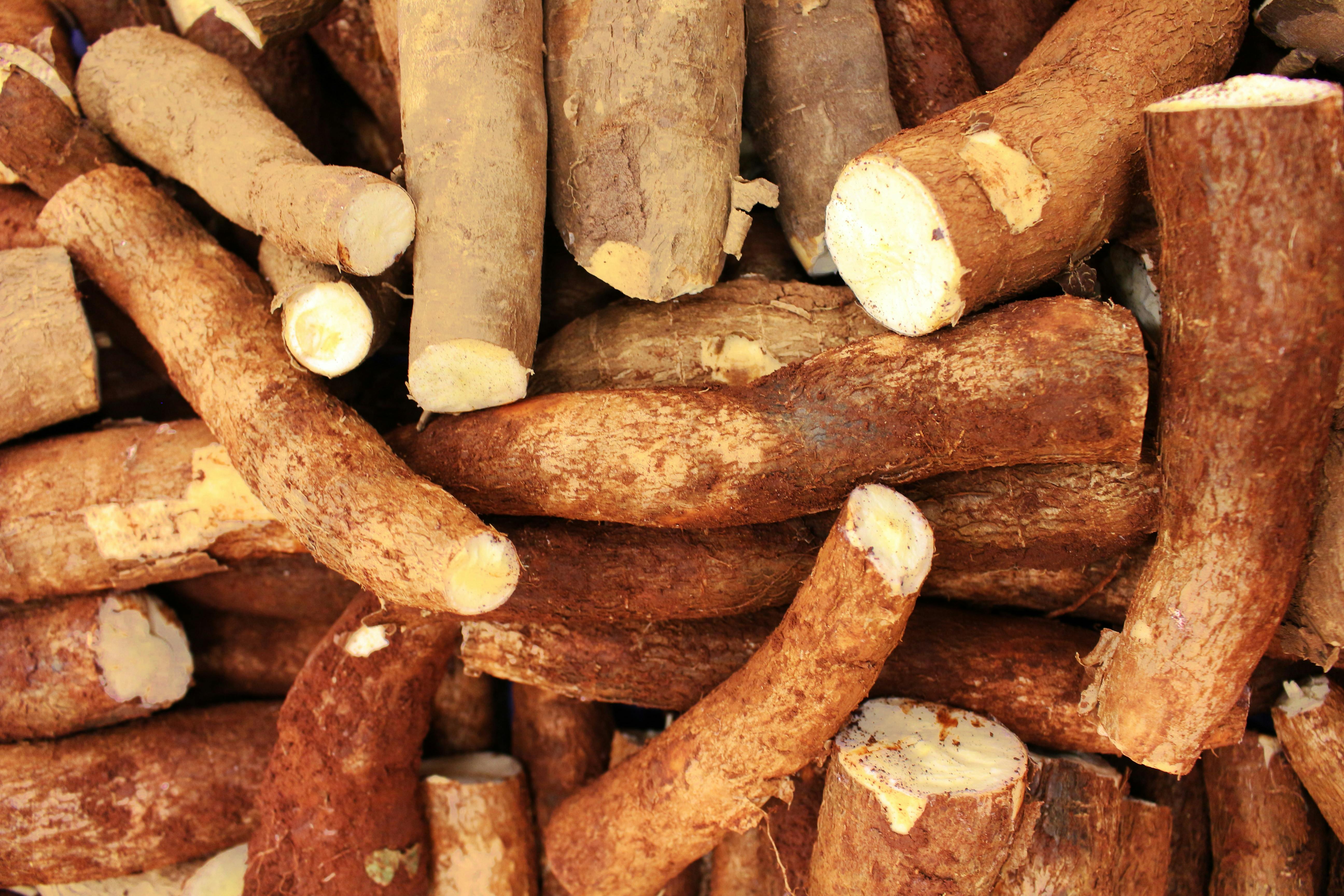 manioc