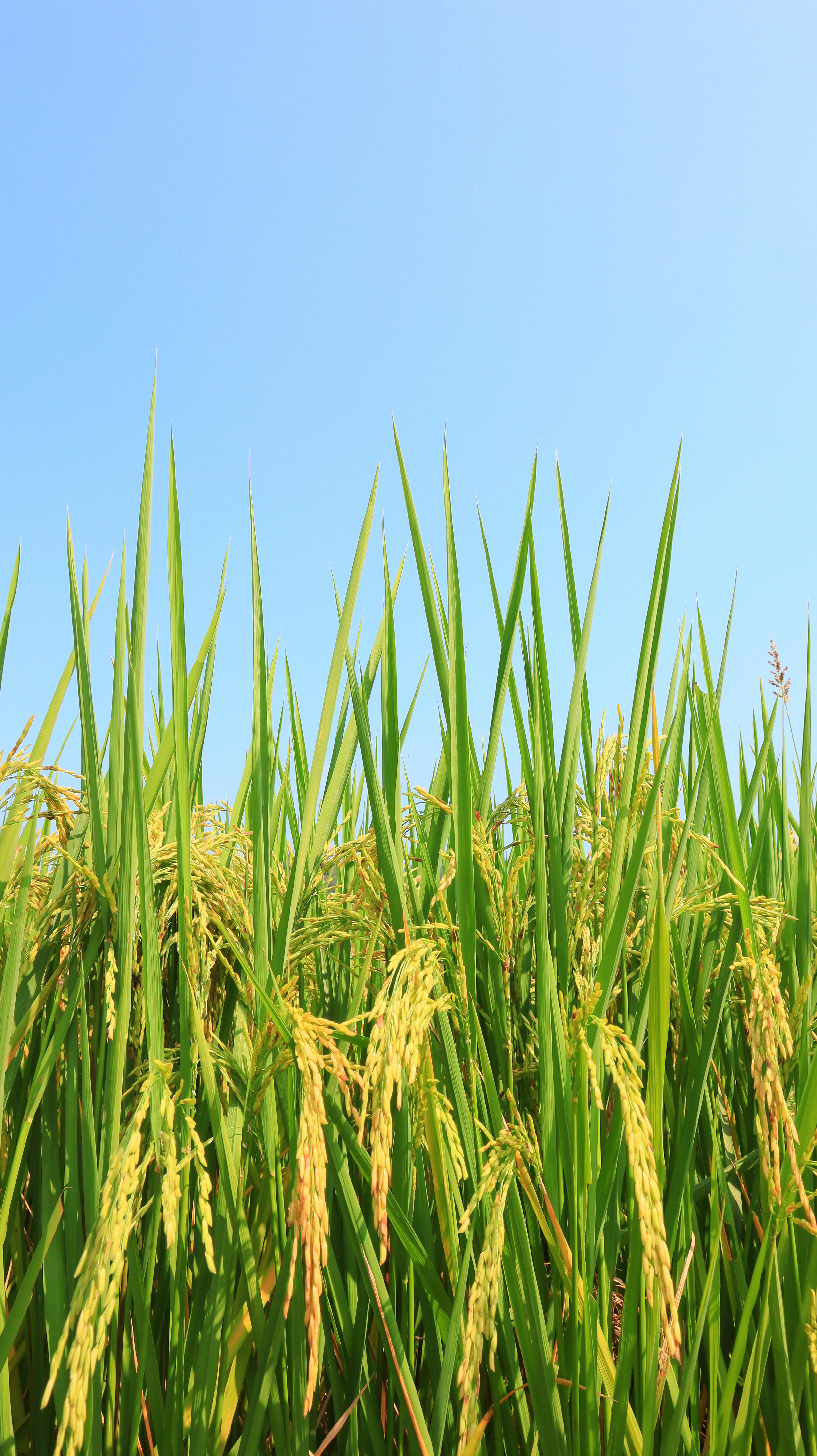 riz